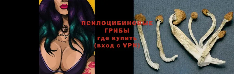 мега ТОР  Ковров  Псилоцибиновые грибы Psilocybe 